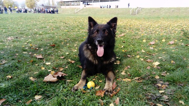 警察で訓練を受けた犬犬は警察によるデモンストレーションに参加しますコマンドで犬は横になり、次のコマンドを待ちます舌が犬の耳を前に突き出します