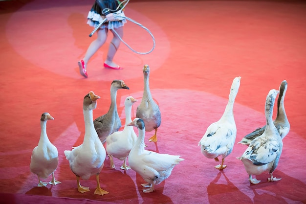 Trained geese perform a number in the circus arena