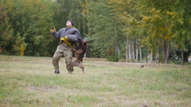 訓練を受けたジャーマンシェパードの犬が、腕の保護スーツを着てトレーナーを噛みます