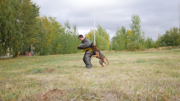 A trained german shepherd dog bites the man in a protection suit