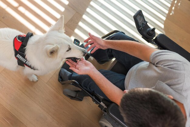 Trained service dog responding to a command from his owner man in a wheelchair picking up dropped