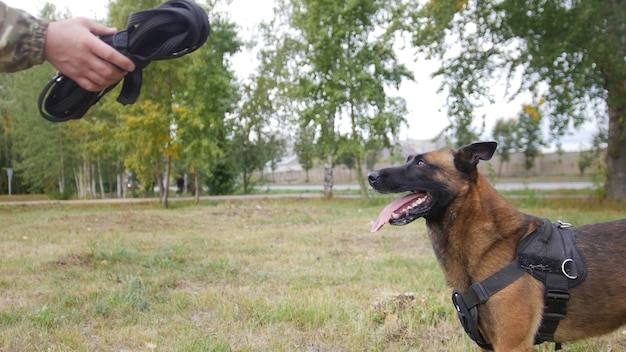 Foto un addestratore che mostra il guinzaglio al suo cane addestrato