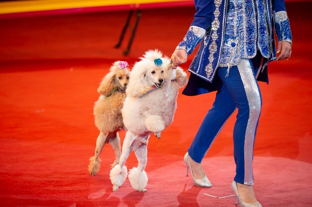 A trainer with a group of dogs in a circus dogs perform in the
arena