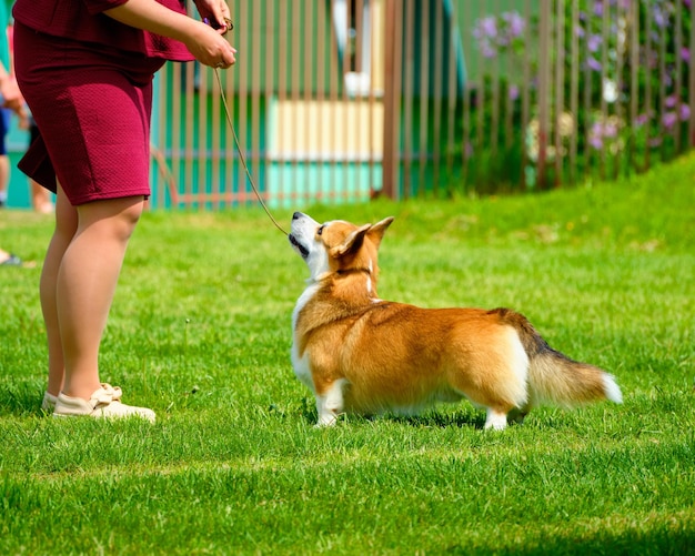 公園での大人のコーギー犬の訓練