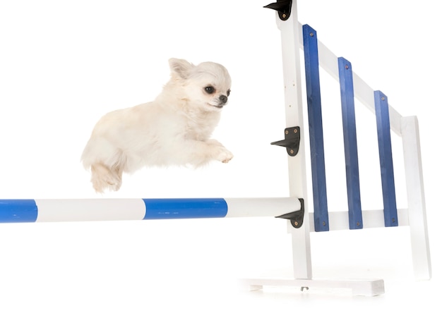 training of agility