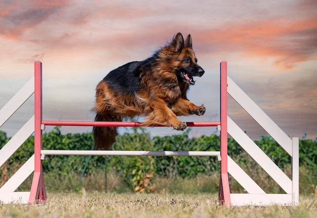 Training of agility