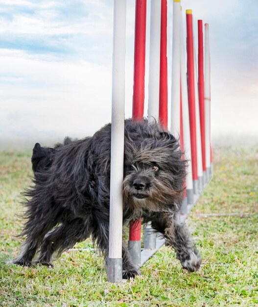 Training of agility