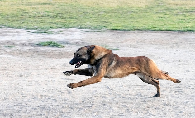 Training of agility