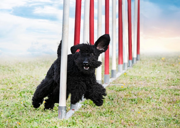 Training of agility