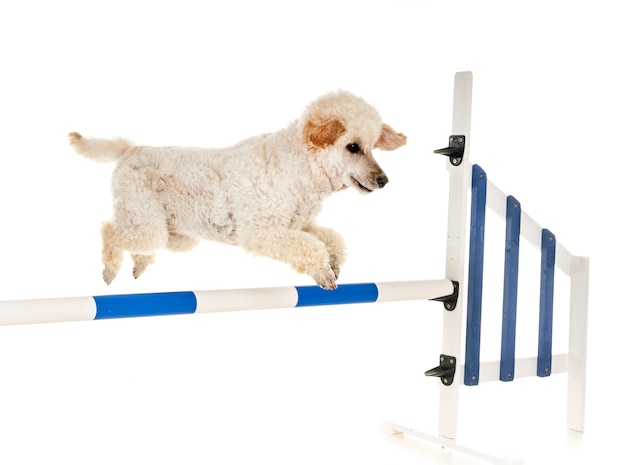 training of agility