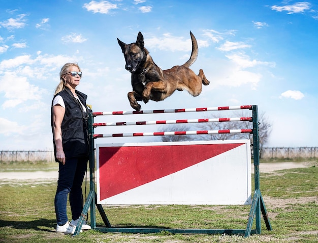 Photo training of belgian shepherd