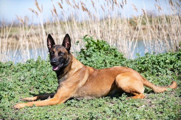 Training of belgian shepherd