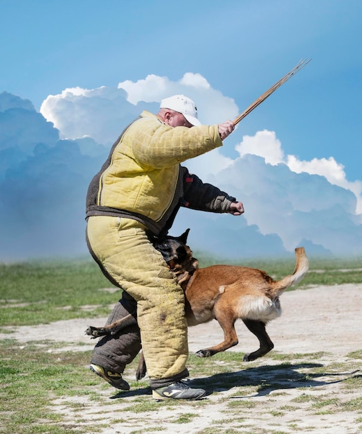 Training of belgian shepherd