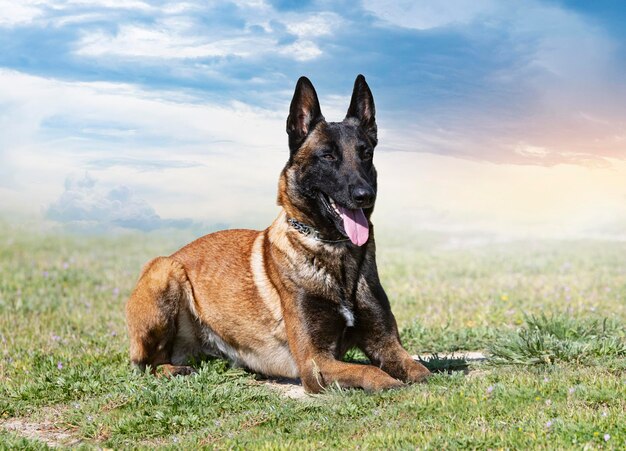 Training of belgian shepherd