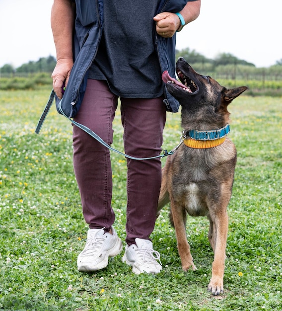 Training of belgian shepherd