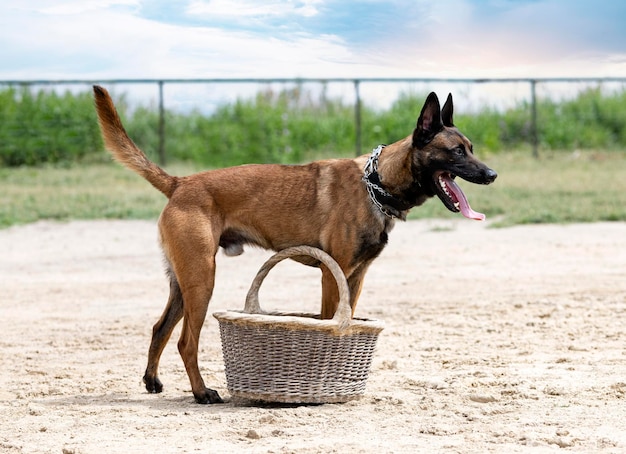 Training of belgian shepherd