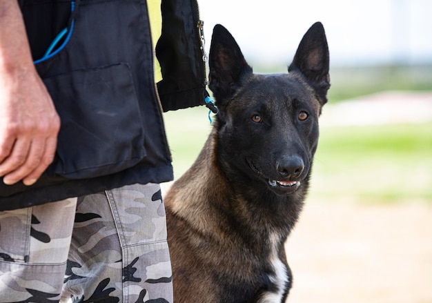 Training of belgian shepherd