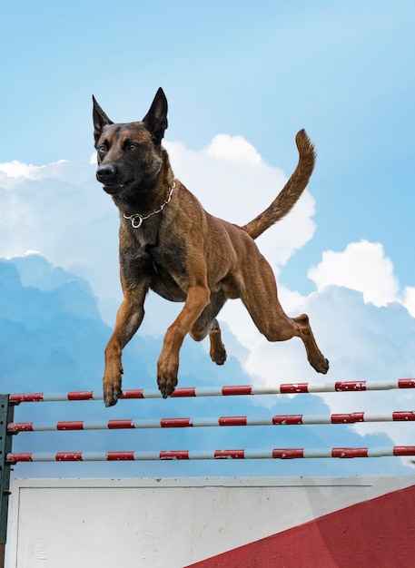 Training of belgian shepherd