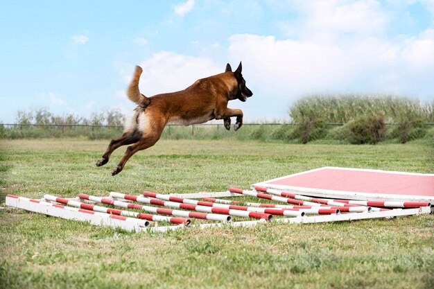 Training of belgian shepherd