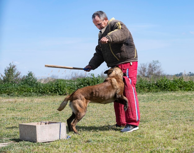 Training of belgian shepherd