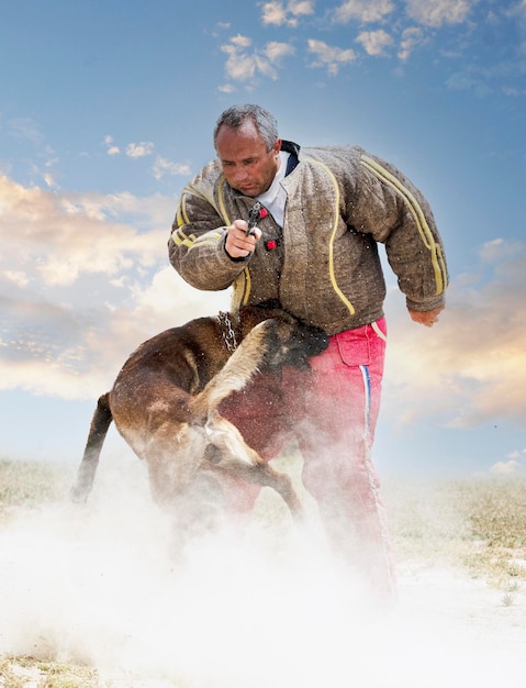 Photo training of belgian shepherd