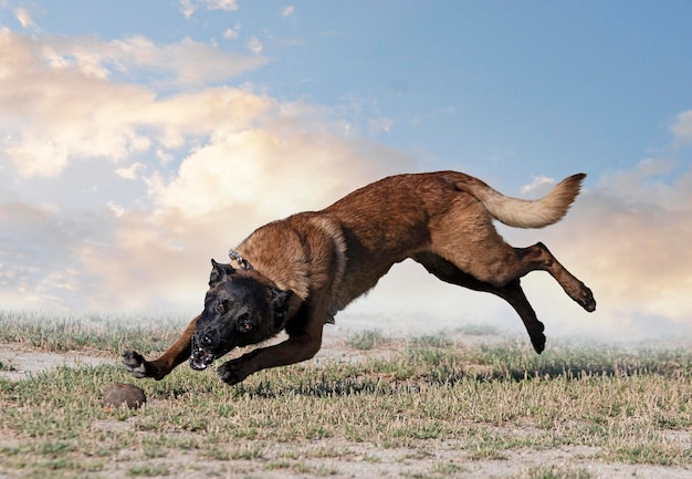 Training of belgian shepherd