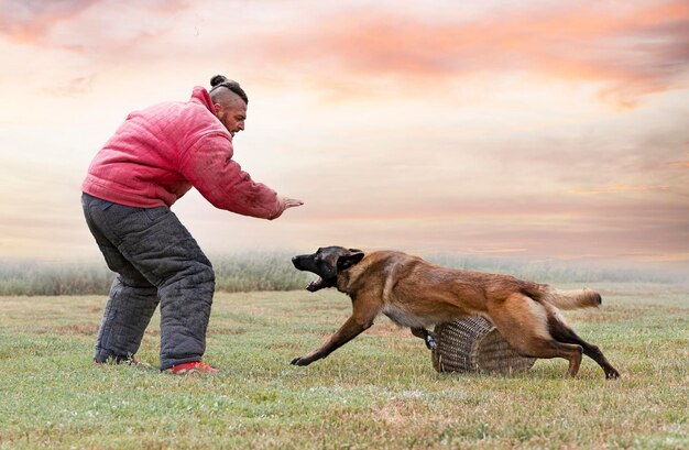 Training of belgian shepherd