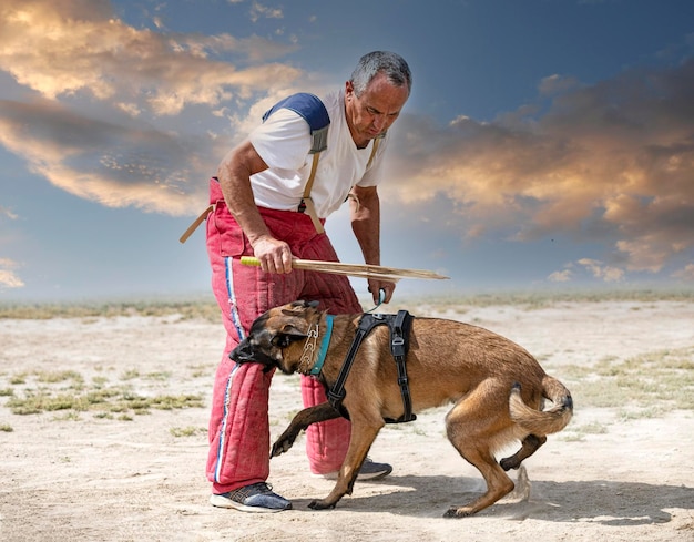 Training of belgian shepherd