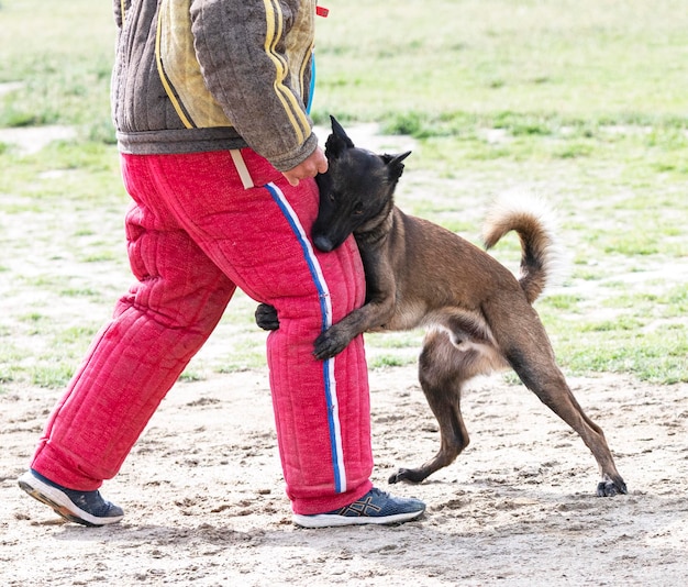 Training of belgian shepherd