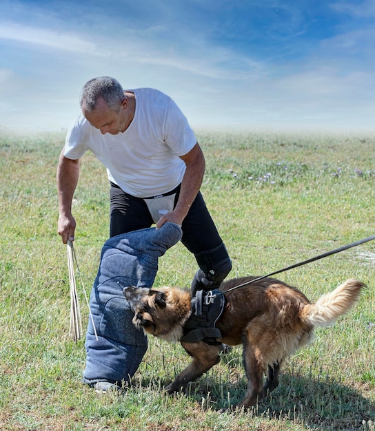 Training of belgian shepherd