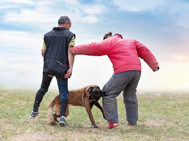 Training of belgian shepherd