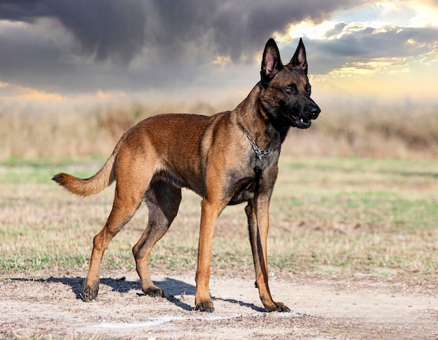 Training of belgian shepherd