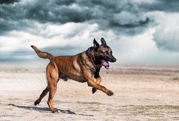 Training of belgian shepherd