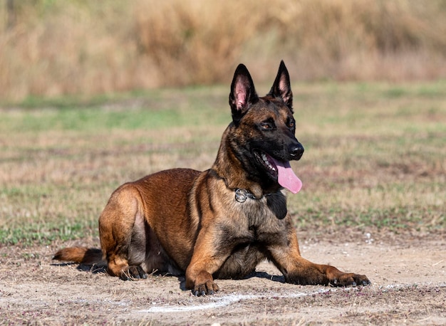 Training of belgian shepherd