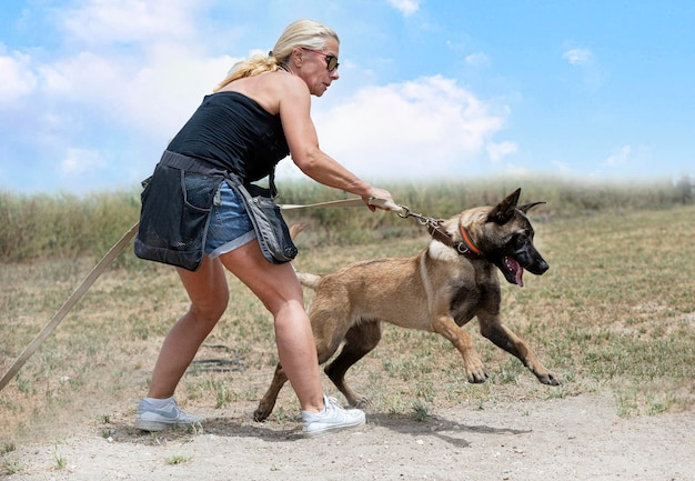 Training of belgian shepherd