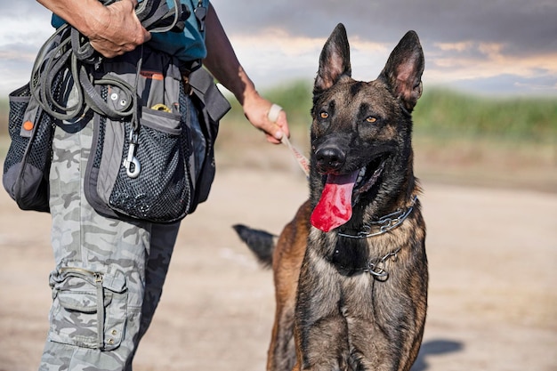 Photo training of belgian shepherd