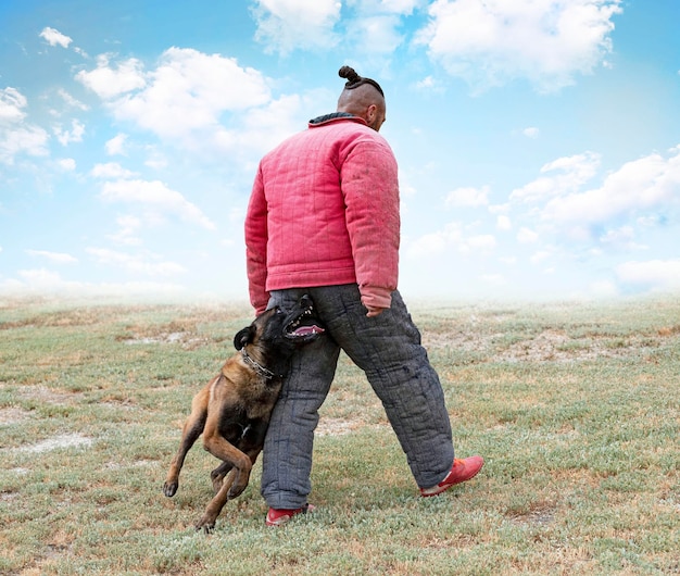 Training of belgian shepherd