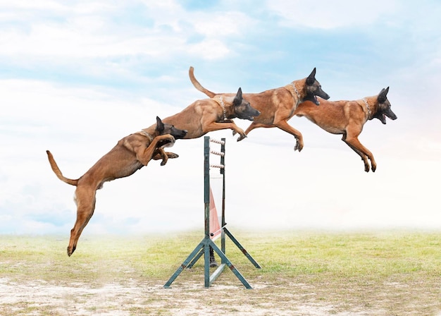 Training of belgian shepherd