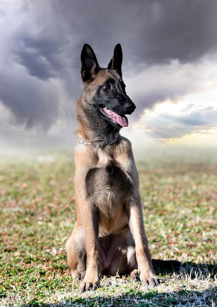 Training of belgian shepherd