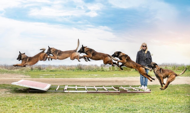 Photo training of belgian shepherd