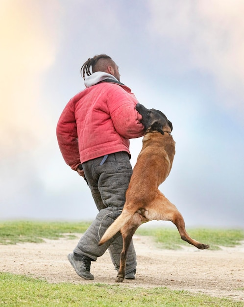 Training of belgian shepherd