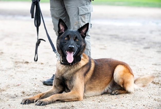 Training of belgian shepherd