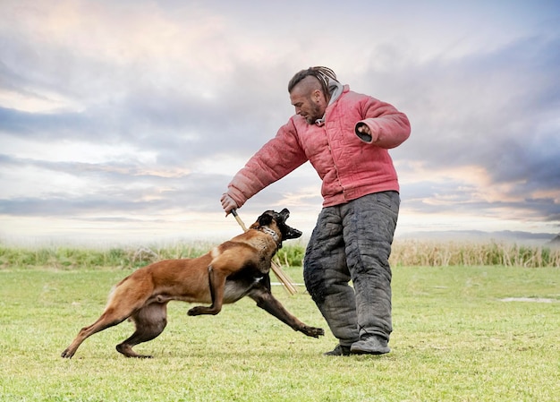 Training of belgian shepherd