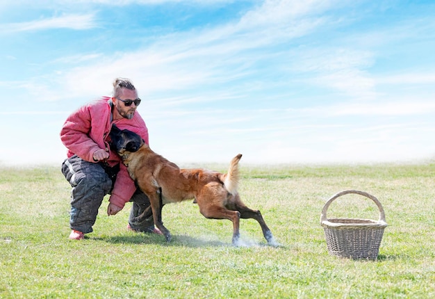 Training of belgian shepherd