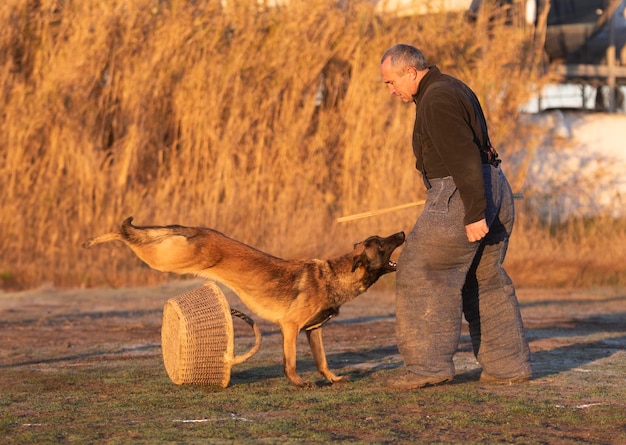 training of belgian shepherd