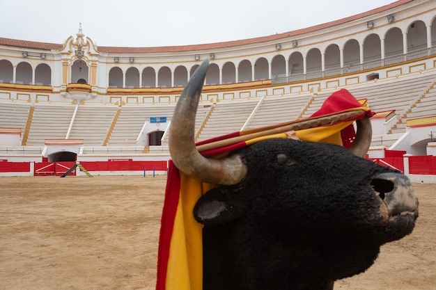 Photo a training bull with a flag of spain in the bullring of melilla