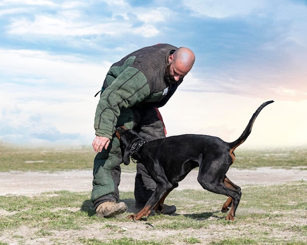 Training of dobermann pinscher