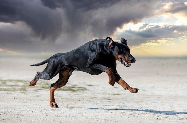 Training of dobermann pinscher