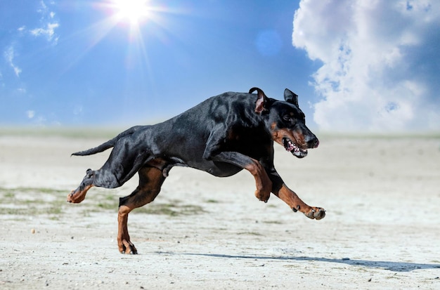 Training of dobermann pinscher