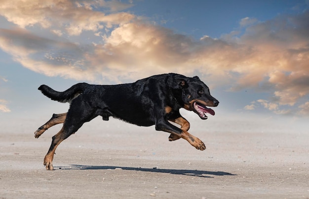 Training of french shepherd